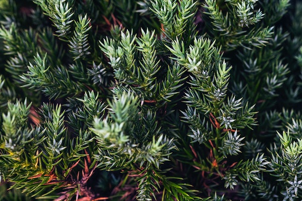 Top Tips for Looking After Your Christmas Tree
