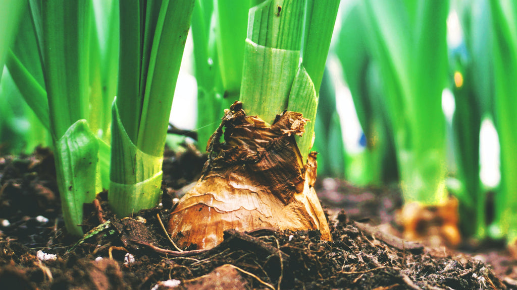 Spring Flowering Bulbs