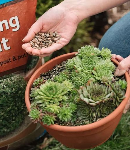 grit for top of plant pots Potting Grit